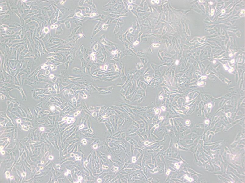 MNNG/HOS Cl #5 [R-1059-D] Cell Complete MediumMNNG/HOS Cl #5 [R-1059-D] Cell Complete Medium - 2