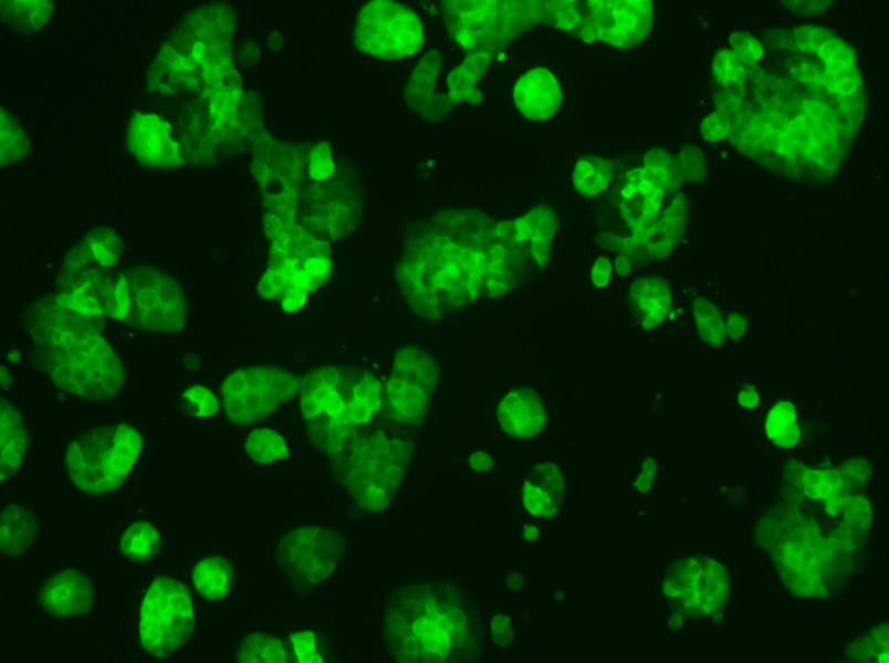 HT-29-GFP Cell Complete Medium - 3