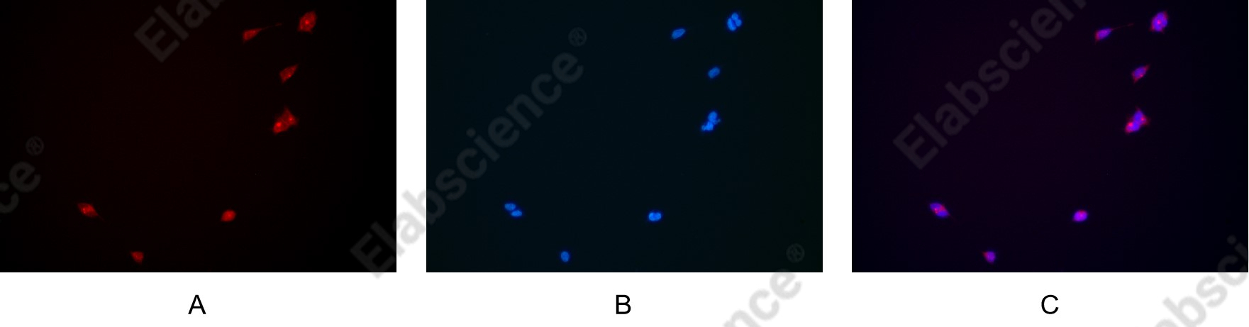 Recombinant PERK Monoclonal Antibody - 4