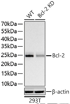 Bcl-2 Polyclonal Antibody - small - 9