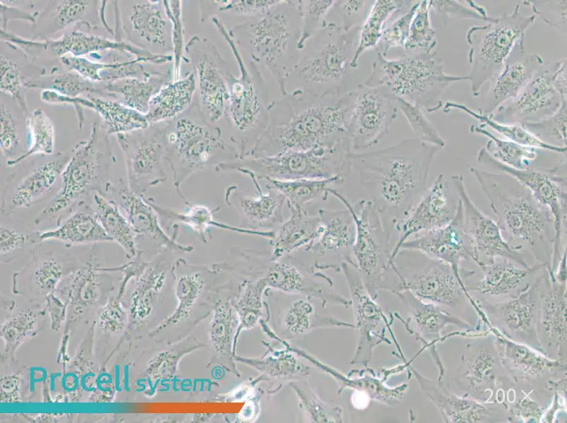 A-498 Cell Complete Medium - small - 6