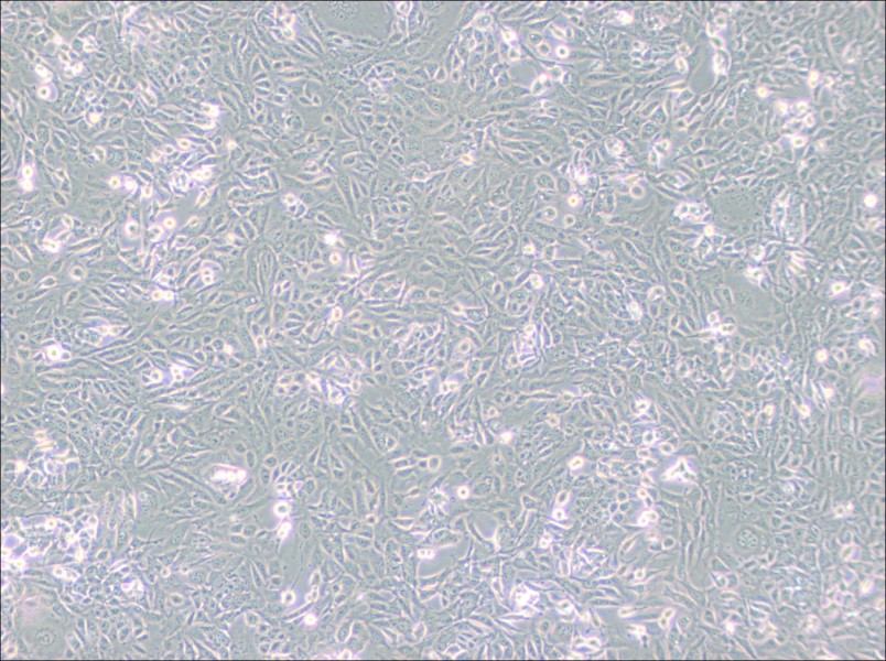 SV40 MES 13 Cell Complete MediumSV40 MES 13 Cell Complete Medium - 2