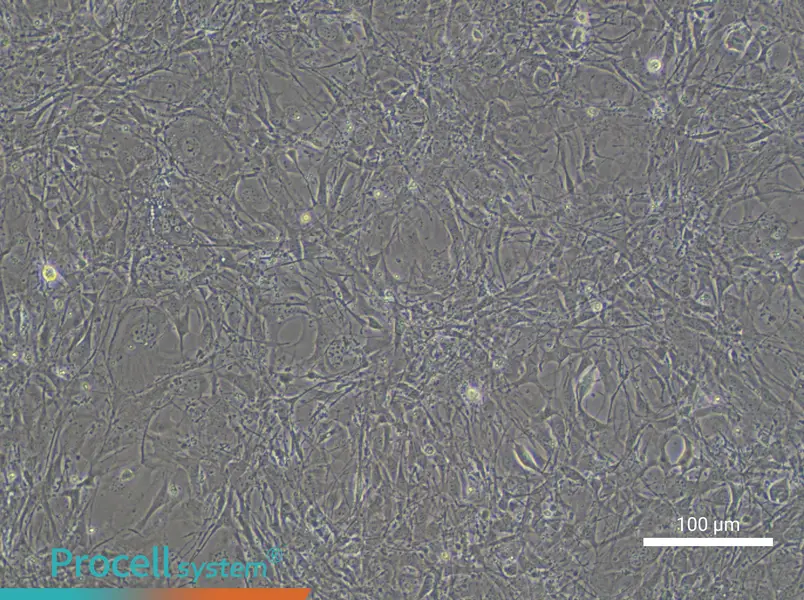 C3H/10T1/2, Clone 8 Cell Complete MediumC3H/10T1/2, Clone 8 Cell Complete Medium - 2