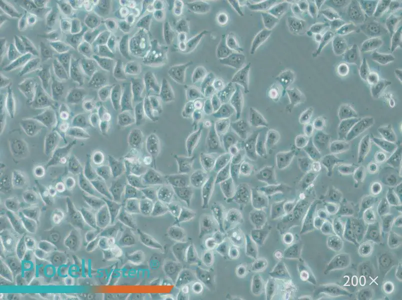 PC-9 Cell Complete Medium - small - 4