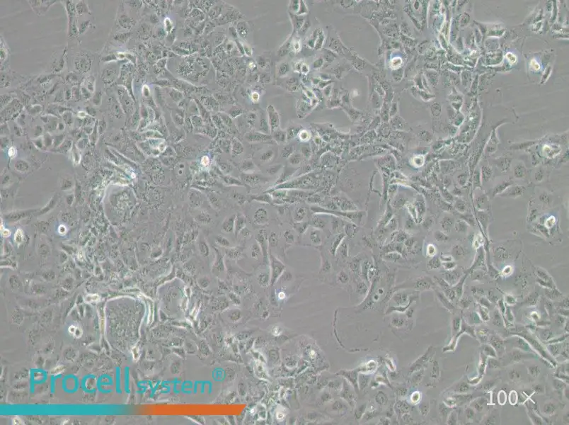 GLAG-66 Cell Complete Medium - 1