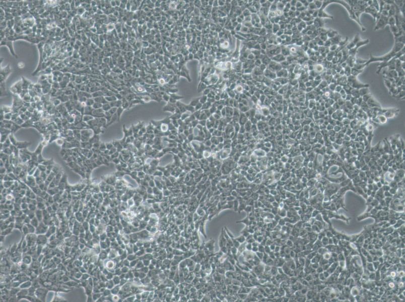 SW756 (L15) Cell Complete MediumSW756 (L15) Cell Complete Medium - 3