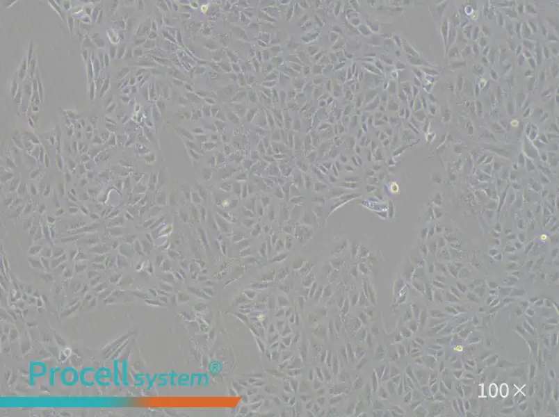 CV-1 Cell Complete Medium - 2