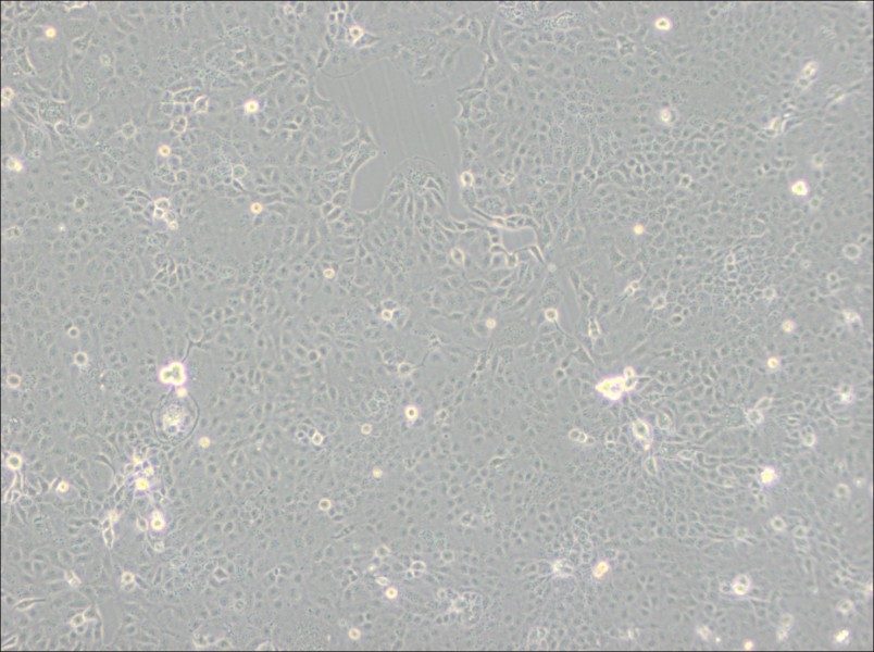 HaK Cell Complete Medium - 2