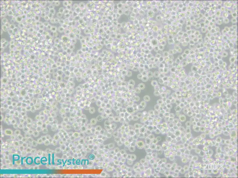 P3X63Ag8 Cell Complete Medium - 6