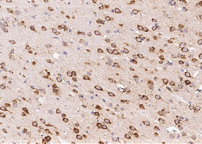 Recombinant Neurexophilin-1/NXPH1 Monoclonal Antibody - small - 2