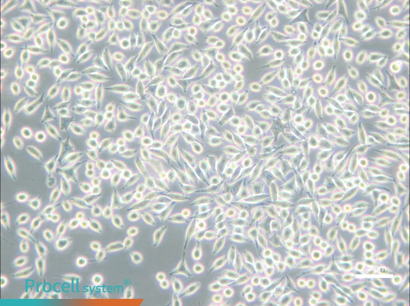 A9 Cell Complete Medium - small - 4