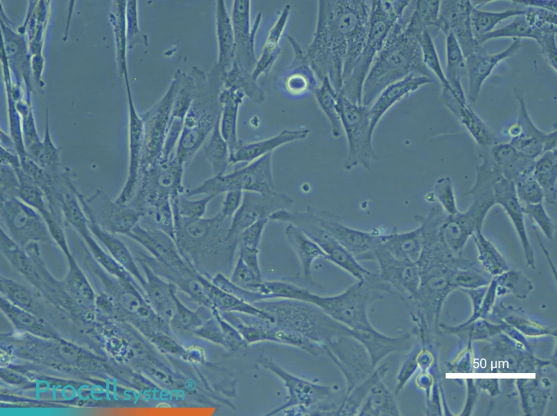 Human Umbilical Cord Mesenchymal Stem Cell Complete Medium - small - 4