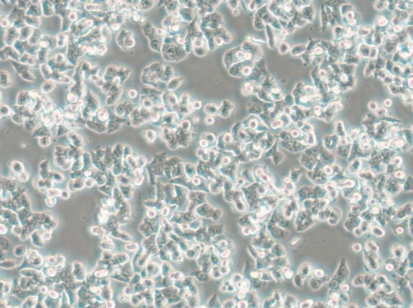 SW48 (DMEM) Cell Complete Medium - small - 5