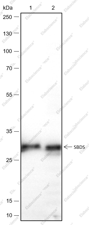Recombinant SBDS Monoclonal Antibody - 2