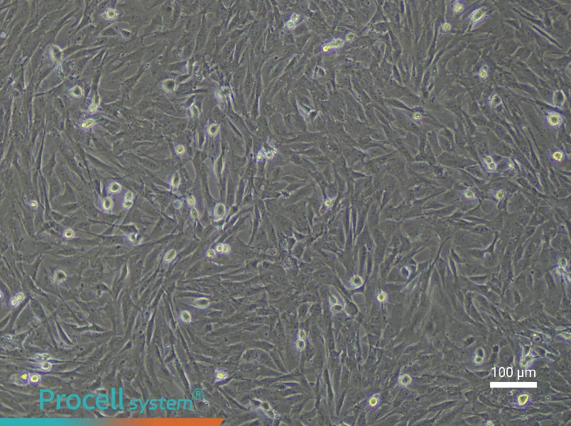 Rat Umbilical Cord Mesenchymal Stem Cell Complete MediumRat Umbilical Cord Mesenchymal Stem Cell Complete Medium - 2