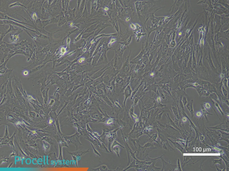 Mouse Microvascular Pericyte Complete Medium - 2