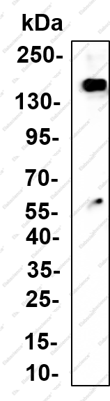 Recombinant BTF Monoclonal Antibody - 1