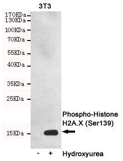 Recombinant Phospho-Histone H2A.X (Ser139) Monoclonal Antibody - 3