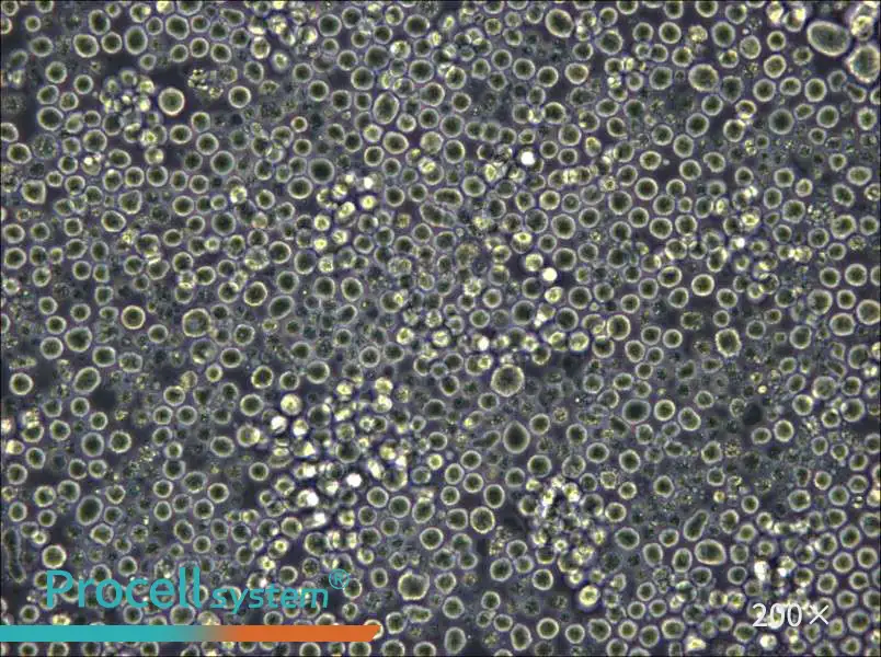 W6/32 Cell Complete Medium - 4