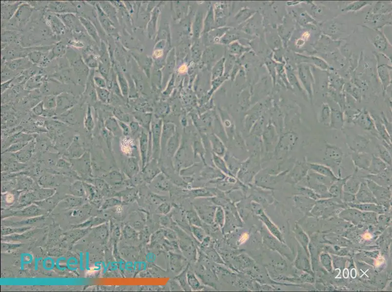 SW 982 [SW-982, SW982] (L15) Cell Complete Medium - 6