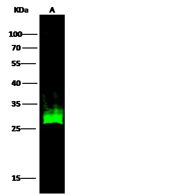 Recombinant HSP27/HSPB1 Monoclonal Antibody - small - 2