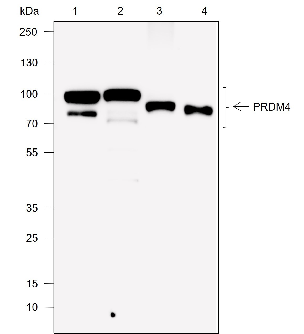 Recombinant PRDM4/PFM1 Monoclonal Antibody-searchlist-1