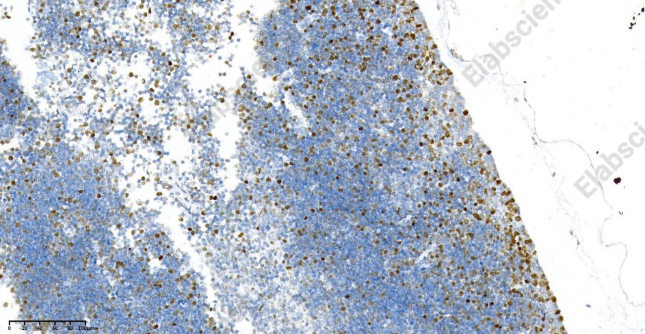 Recombinant PCNA Monoclonal Antibody - 3