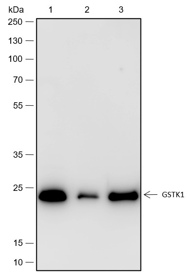 Recombinant GSTK1 Monoclonal Antibody-searchlist-1