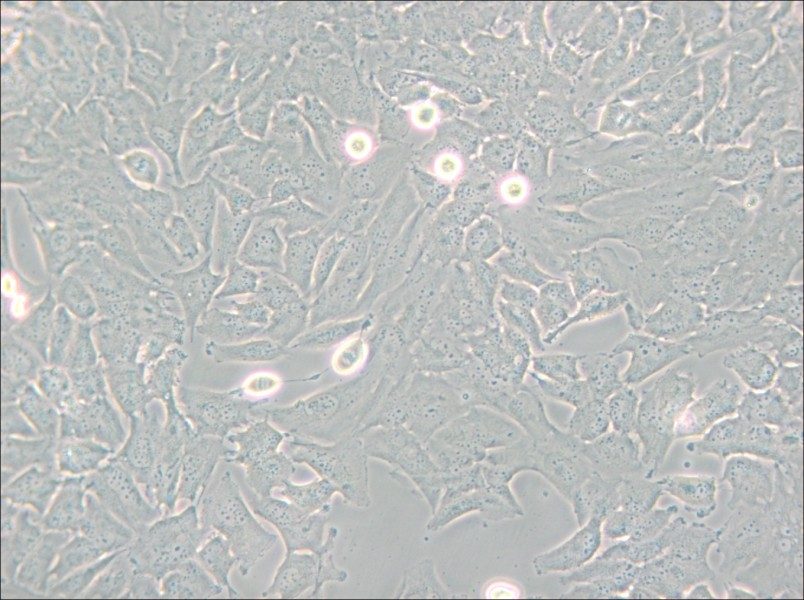 T98G Cell Complete Medium - small - 4