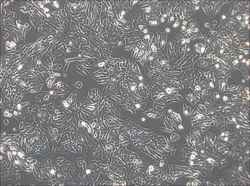 Y1 [Y-1] Cell Complete Medium-searchlist-1