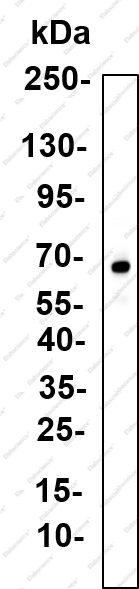 Recombinant MYT1 Monoclonal Antibody - 2