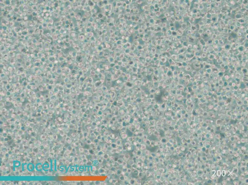 C1498 Cell Complete Medium - 4