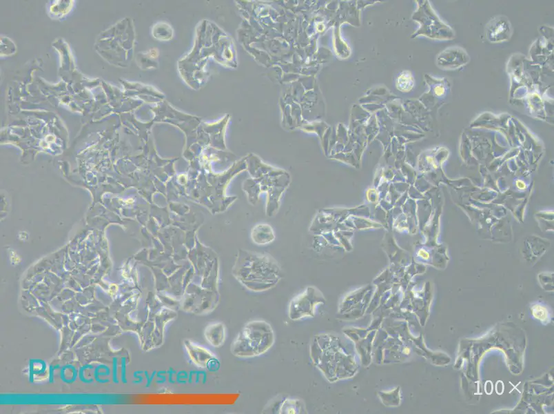 HCC2935 Cell Complete MediumHCC2935 Cell Complete Medium - 2