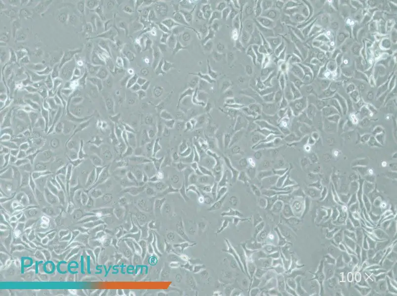 HCC1143 Cell Complete Medium - 2