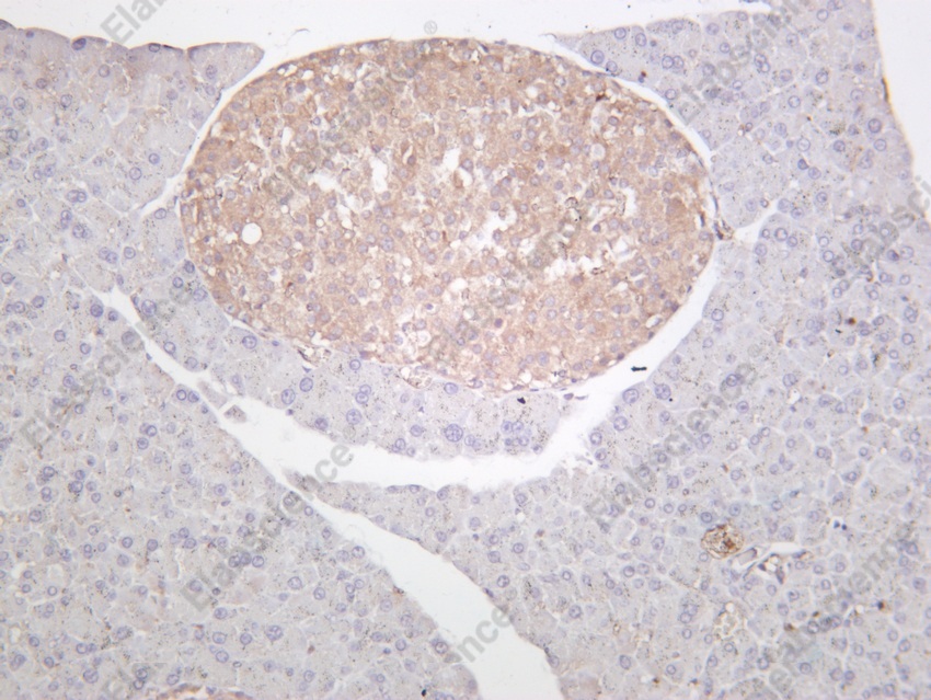 Recombinant Bax Monoclonal Antibody - 6