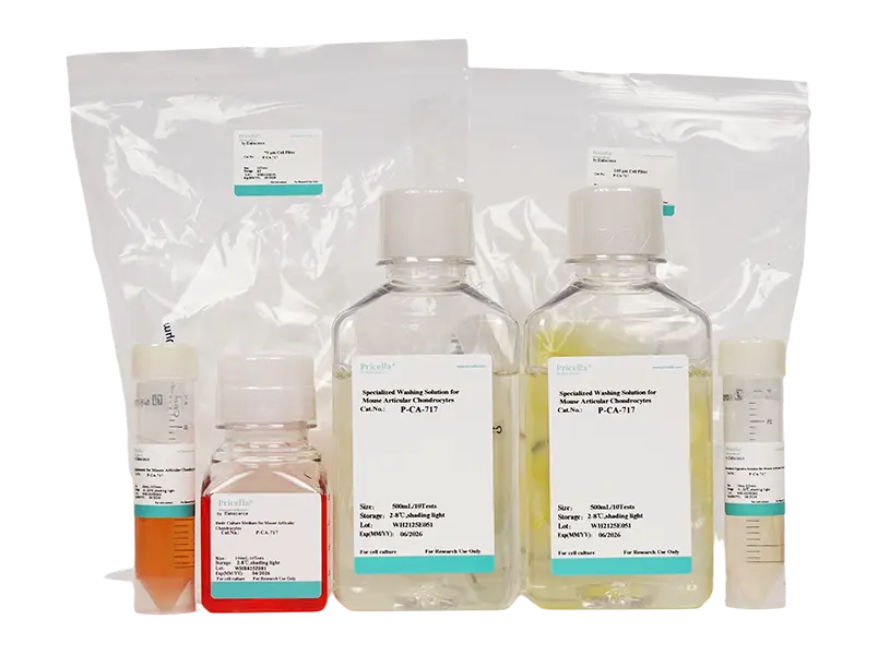 Mouse Articular Chondrocyte Isolation and Culture Kit - small - 2