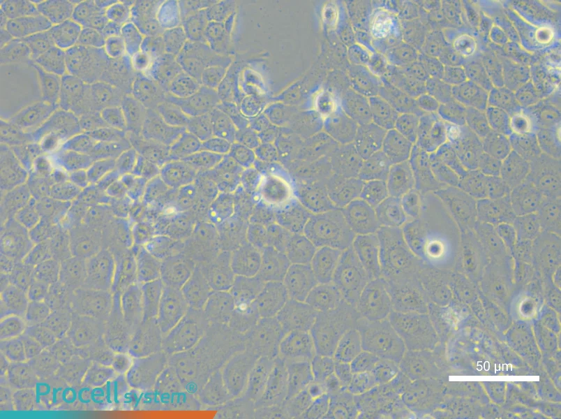 TE-5 Cell Complete MediumTE-5 Cell Complete Medium - 5