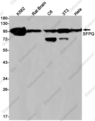 Recombinant SFPQ Monoclonal Antibody - 1