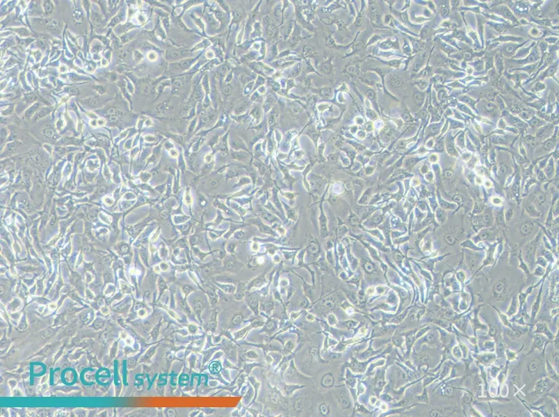 HCCC-9810 Cell Complete Medium - 1