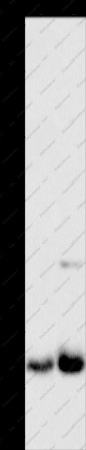 MPG Polyclonal Antibody - 1