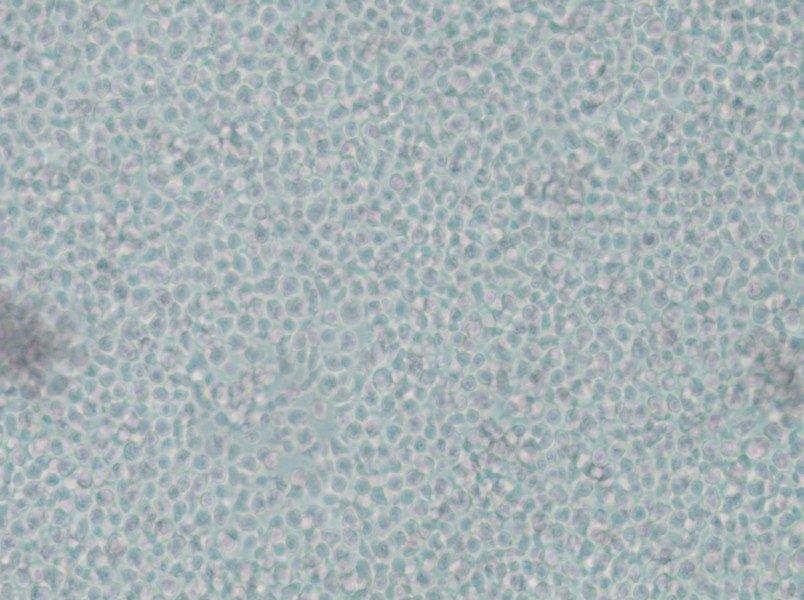 IM-9 Cell Complete Medium - 5