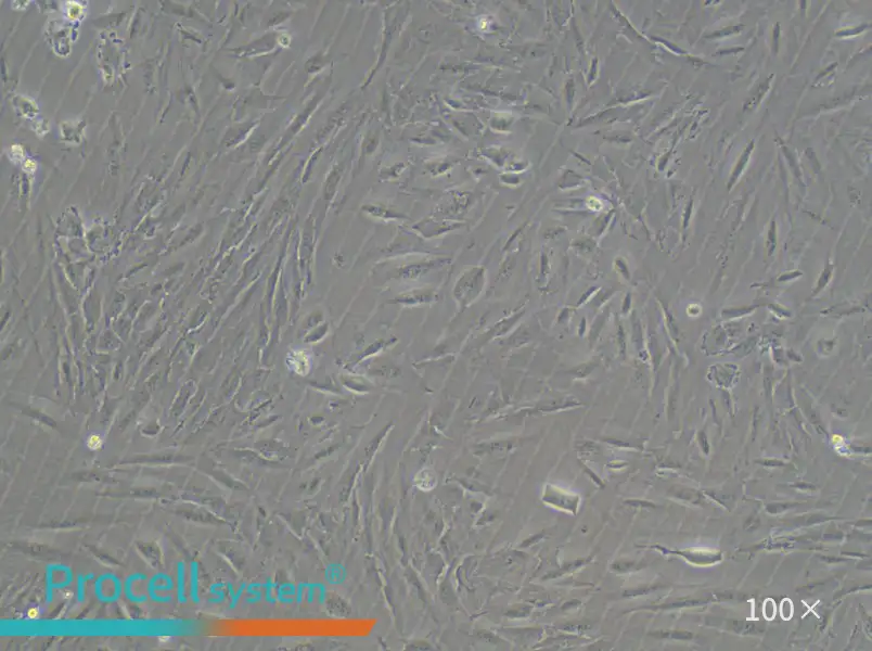SSP-25 Cell Complete MediumSSP-25 Cell Complete Medium - 2