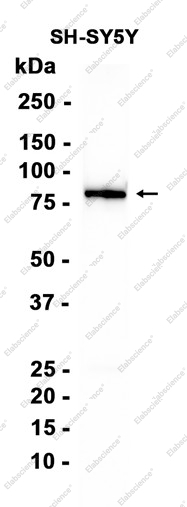 Recombinant ALS2CR8 Monoclonal Antibody - 1