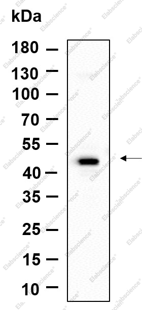 Recombinant GPR182 Monoclonal Antibody - 1
