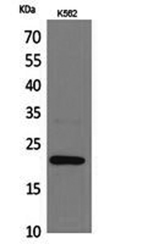 Western Blot analysis of K562 cells using IL6 Polyclonal Antibody at dilution of 1:1000.