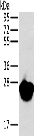 Western Blot analysis of Mouse heart tissue using MYL3 Polyclonal Antibody at dilution of 1:650