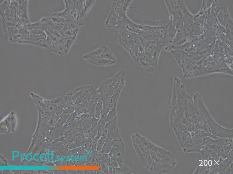 Li-7 Cell Complete Medium - 4