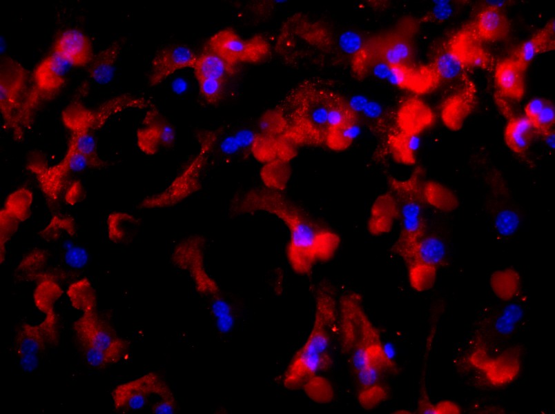 Mouse Hepatic Parenchymal Cell Complete MediumMouse Hepatic Parenchymal Cell Complete Medium - 2