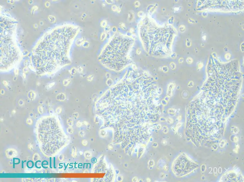 LC-2/ad Cell Complete Medium - small - 6