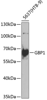 Western blot analysis of extracts of 5637(HTB-9) cells using GBP1 Polyclonal Antibody at 1:1000 dilution.